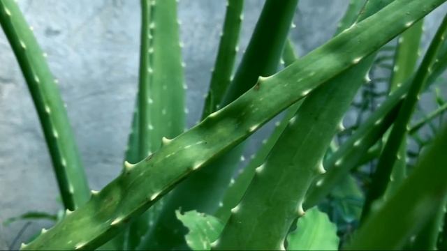 iPhone XS Max Cinematic Video B-Roll 1 смотреть онлайн