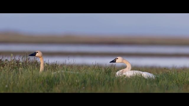 AMERICA'S ARCTIC - TESHEKPUK WETLANDS смотреть онлайн