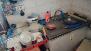 Табак Silver River, уборка. 29.08.2022