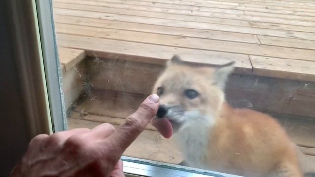 Cute fox pup licking my door смотреть онлайн