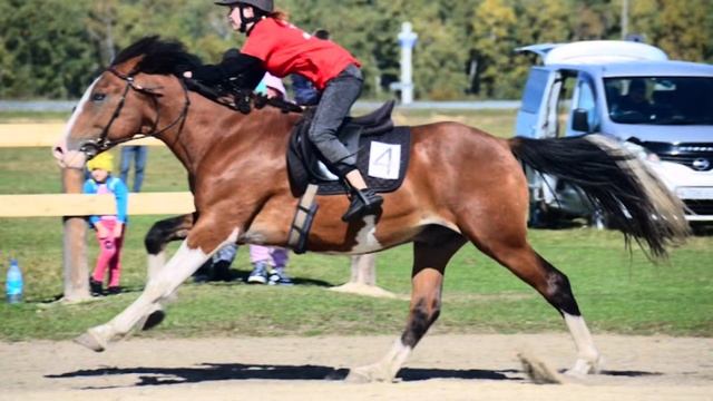 #спорт #скачки #бега#рысаки#испытания#здоровыйобразжизни