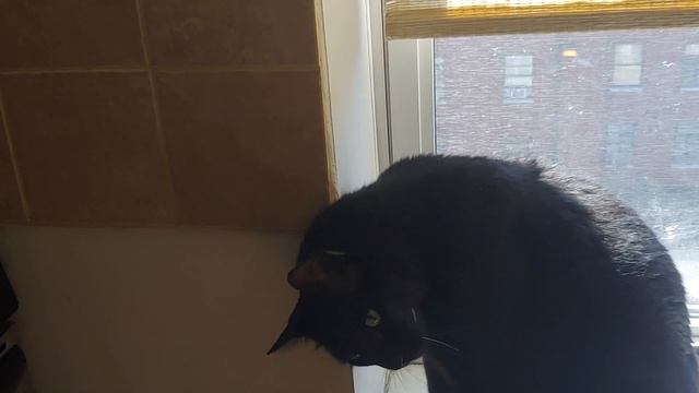 Clinton the cat provides commentary on new iMac смотреть онлайн