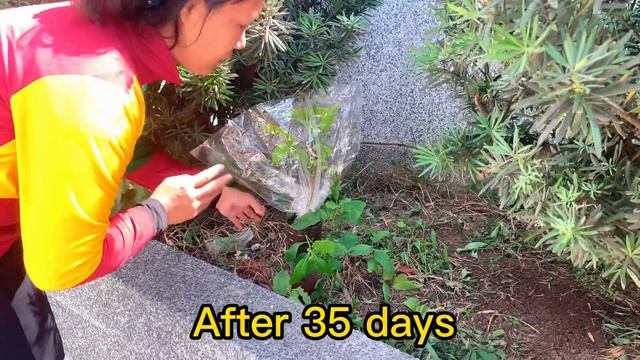 How To growing Sweetsop tree with chicken & Aloe vera Grows very well смотреть онлайн