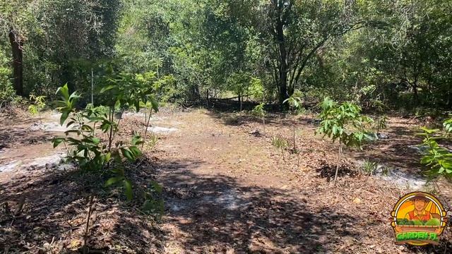 Garden Florida TV | Episode 9 'Harvesting Sugar Apples & New Annona Farm' смотреть онлайн