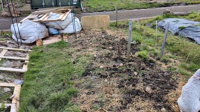 Day 5: This was going so well! No dig potatoes in woodchip смотреть онлайн
