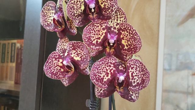 Орхидея фаленопсис I-Hsin Yellow Leopard. Новинка в моей коллекции от Zebo Orhids смотреть онлайн