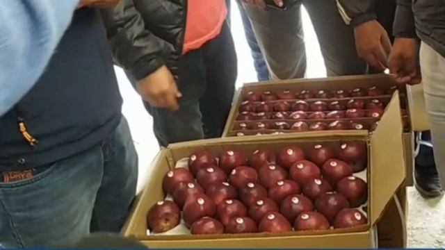 Red Velox Apple Market | Today's Apple Market | Himalayan Farming | Live Update смотреть онлайн