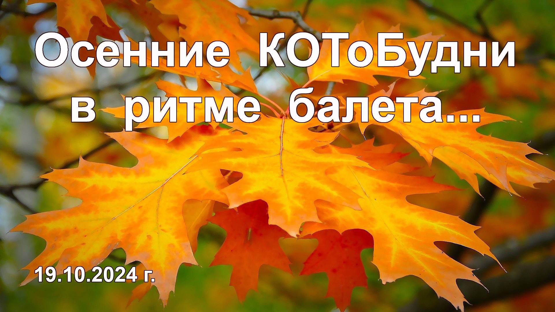 А осень, словно прима-балерина... или КОТоБудни от 19 октября 2024 г. смотреть онлайн
