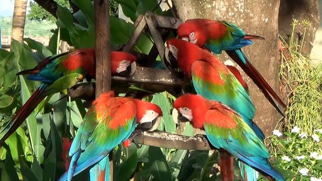 flock of scarlet macaws vying for food in the collective feeder смотреть онлайн
