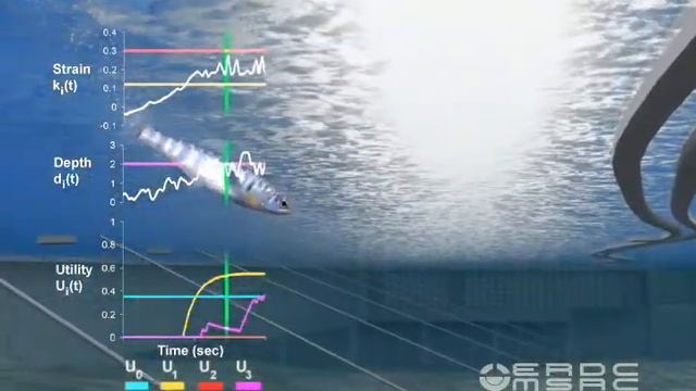 Modeling analysis of salmon response to water flow pattern смотреть онлайн