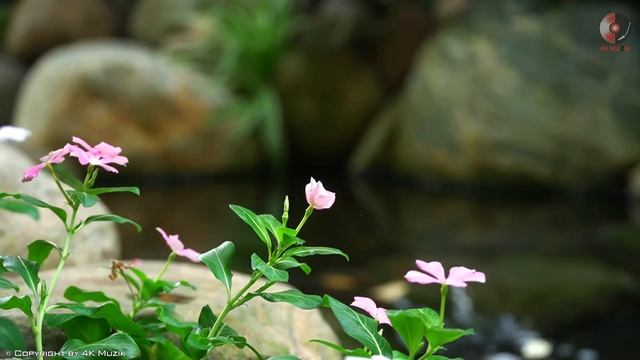 Beautiful Romantic Spanish Guitar Music - Relaxation Sensual Latin Music Hits - Spanish Love Songs смотреть онлайн
