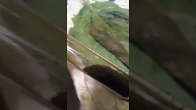How to cure/ferment tobacco. Showing my personal progress with my sacred mapacho смотреть онлайн