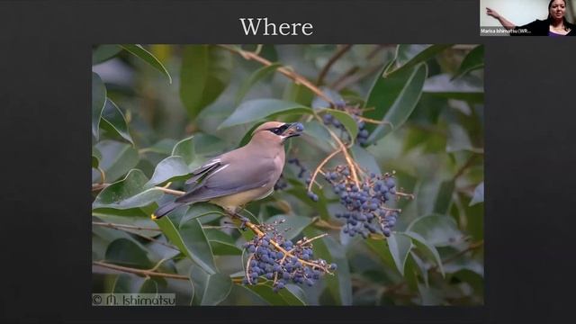 Pics or it Didn't Happen: Photography as a Tool For Conservation by Marisa Ishimatsu смотреть онлайн