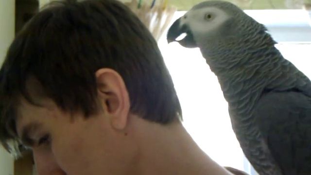 Жако Рико помогает мыть посуду