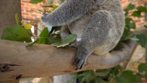Koala For Kids | Learn About the Koala