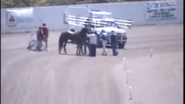 From my office window. Harness racing pile-up. смотреть онлайн