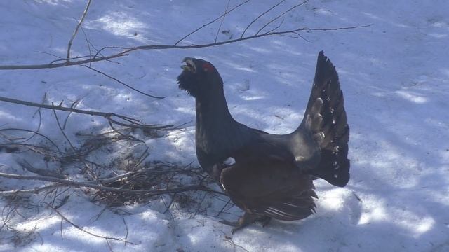 Таежный беспредел!!! смотреть онлайн