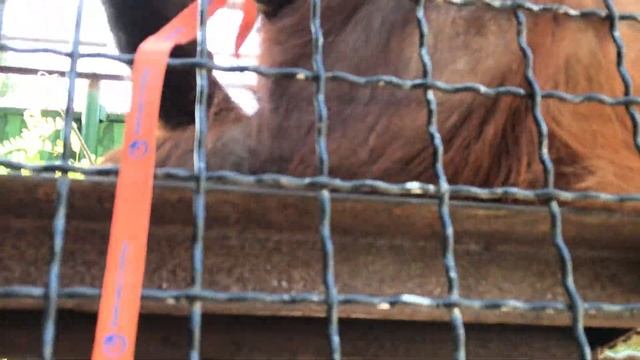 У Дануськи новая игрушка! Тайган. Funny Orangutan Dana! Taigan. Crimea. Safari Park