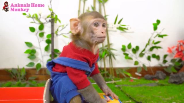 Baby Monkey KiKi Goes Buy Ice Cream And Play With Cat & Puppy| Animals Home Monkey