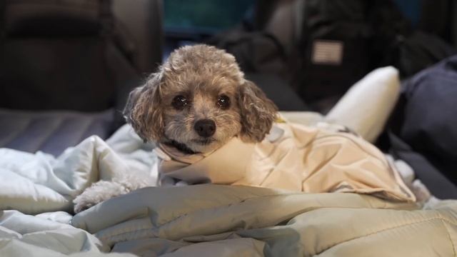 Кемпинг под проливным дождем с новой автомобильной палаткой Звуки дождя смотреть онлайн