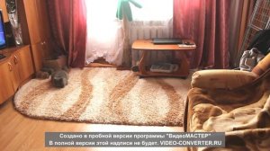 Кот Месси