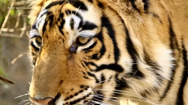 TIGER - DOLBY DIGITAL 1080P FHD 60 FPS смотреть онлайн