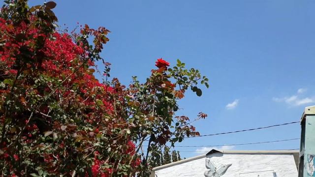 Mr Lincoln Rose - Year 2 since transplant - April 2022 смотреть онлайн