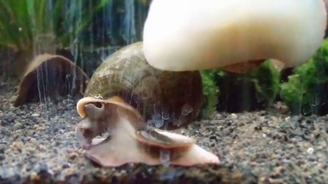 Pila Wernei - Large Apple Snail (Africa) смотреть онлайн