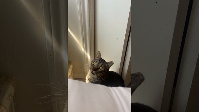 😂 He waits for me every morning to open his window #pleasesubscribe🫶 смотреть онлайн