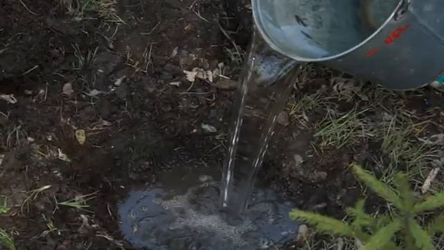 В серовской коррекционной школе № 2 выпускники посадили саженцы хвойных деревьев смотреть онлайн