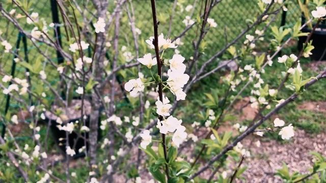 My Santa Rosa Plum Tree is IN BLOOM and has Tons of White Flowers смотреть онлайн