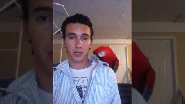 Q&A | Macaws | Feather Plucking For Beginners смотреть онлайн