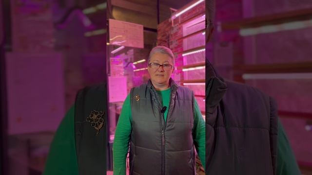 6 признаков того, что перед вами качественные семена, а не подделка смотреть онлайн