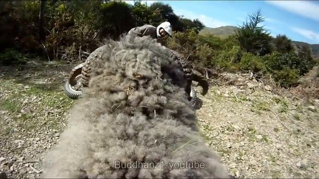 Angry ram vs rider - He's back & angrier than ever -RAMCAM edition- смотреть онлайн