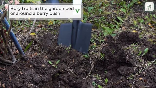 Use Fallen Apples as an organic Fertilizer! смотреть онлайн