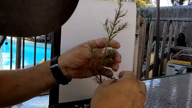 Coastal Redwood Bonsai Tree 7 17 21 смотреть онлайн