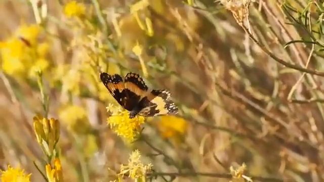 Совместное творчество Сергея Руднева и композитора Семёна Кривенко-Адамова смотреть онлайн