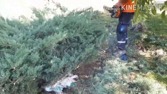 Yayılıcı Ardıç Budama, Budama testeresi ( Mazı testeresi ) Kullanımı смотреть онлайн