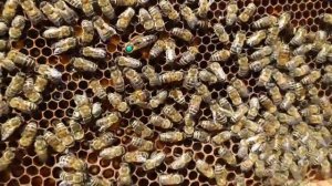 Установка вторых корпусов. Основное преимущество Бакфаста.