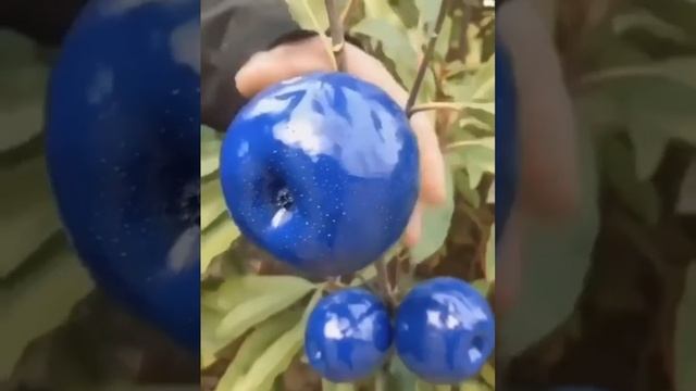 Different Color Apples | Rare Fresh | Black Blue White Yellow Pink смотреть онлайн