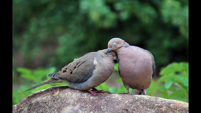 Doves Outside My Door by Rockwell Church смотреть онлайн