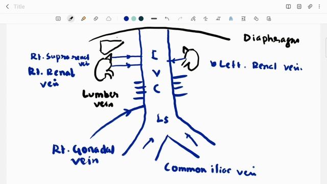 Inferior Vena Cava_IVC in Bangla (Super simplified) смотреть онлайн