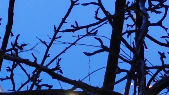 VID 20230114 090937 В дверь постучи - тебе не ответят..1936 (Робер Деснос) Павел Васильев Лахтински смотреть онлайн