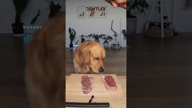 My dog birthday Steak смотреть онлайн