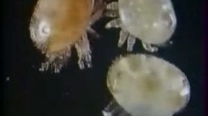 Клещ варроа у пчел