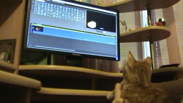 Кот Хакер.mp4 смотреть онлайн