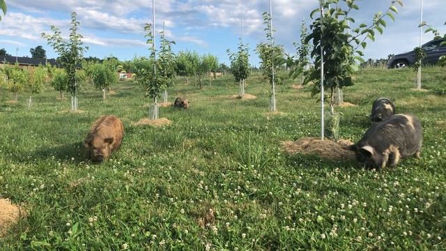 Kune Kune pigs roam our young apple orchard смотреть онлайн