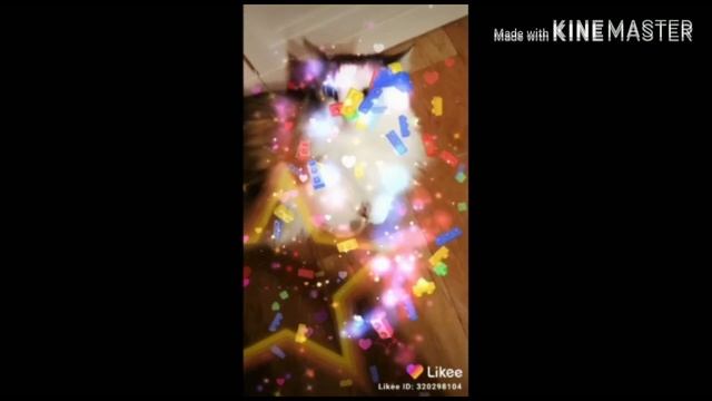 24 часа говори только "да" /говорящая кошка и кот Пушок смотреть онлайн