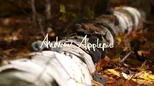 Andrew Applepie - Look At It смотреть онлайн