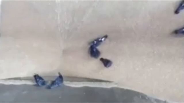 голубей засасывает на зернодробилке (ЗАЛИПАЛОВО)